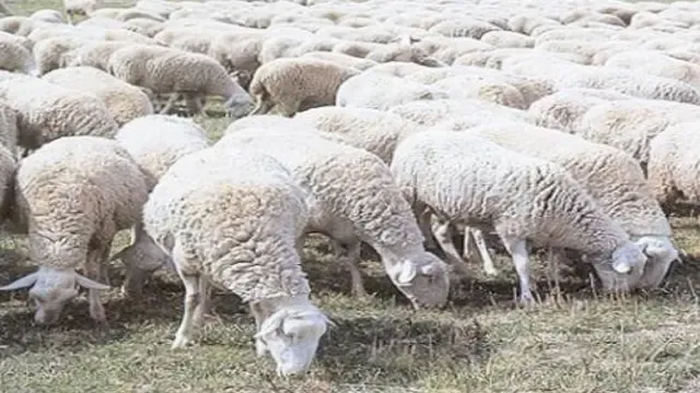 El Ministerio de Agricultura ultima ayudas directas a ovino y caprino por la situación por la crisis generada por el coronavirus