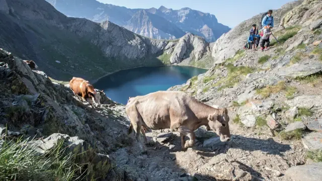 La trashumancia en los Pirineos, en un documental