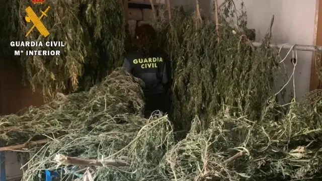 La Guardia Civil de Huesca interviene 1000 plantas de marihuana y detiene a cuatro personas