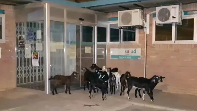 Un grupo de cabras de Sariñena sale de excursión y acaba en la puerta de urgencias del Centro de Salud