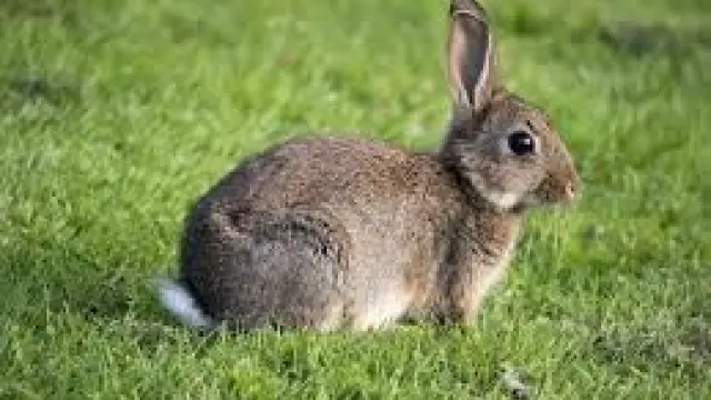 La DGA impulsa un decreto ley para controlar la población silvestre de conejo