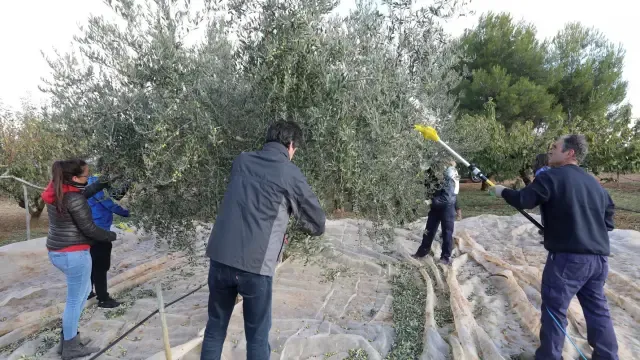 La Escuela Politécnica de Huesca recoge la cosecha de su olivar