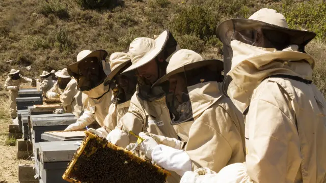 Uaga Coag denuncia el uso de importaciones de miel de baja calidad para distorsionar el mercado