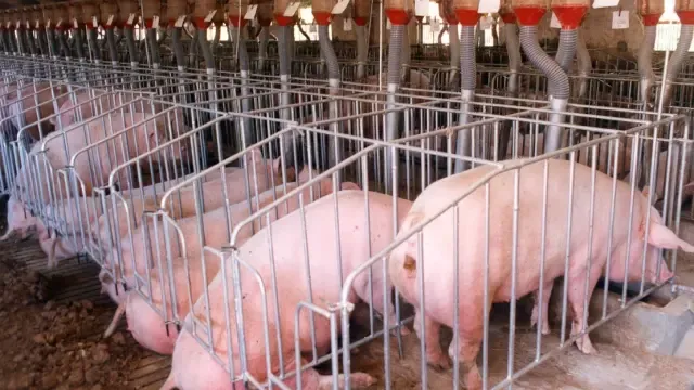 Piden que se prohíban las explotaciones intensivas de porcino en Sabiñánigo