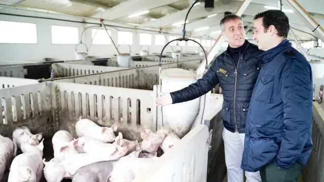 Domínguez: "El cuatripartito no puede seguir ahogando el presente y futuro del sector porcino en el Cinca Medio y La Litera"
