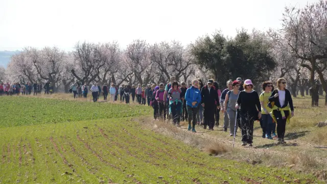 Ayerbe recibe a 1.500 caminantes para la ruta de los almendros en flor