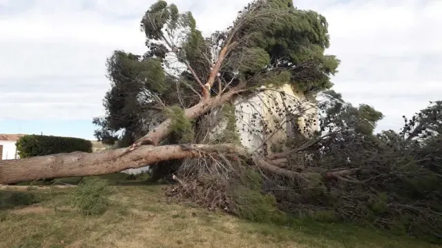 Árbol caído por el fuerte viento