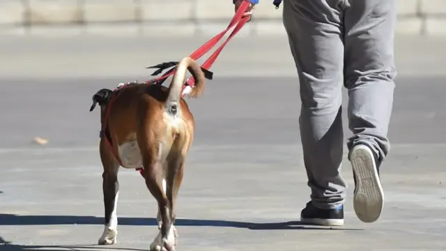 El Ayuntamiento de Jaca acuerda nuevas normas sobre movilidad: Se cierran los espacios para perros