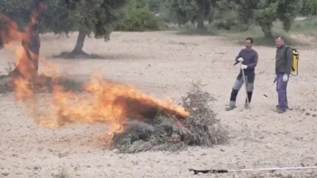 Agilizan los trámites para las quemas en olivares