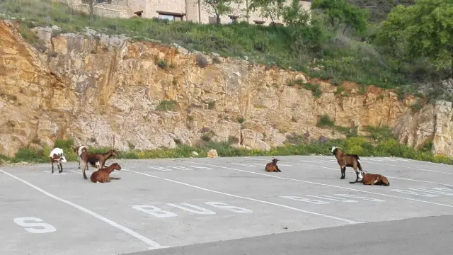 Unas cabras bien aparcadas