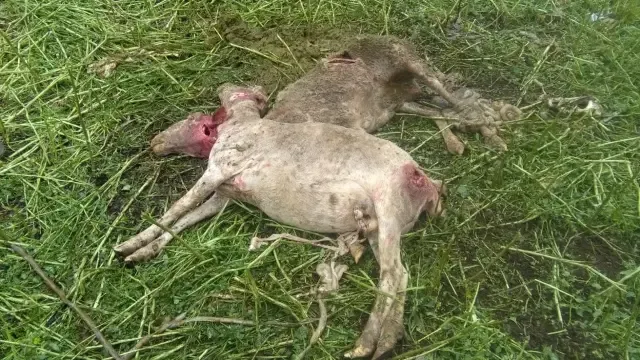 Seis ovejas muertas y cinco malheridas en un ataque en Senés de Alcubierre