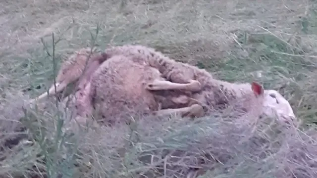 El ataque a ovejas en Tardienta se debe a mordeduras de perro