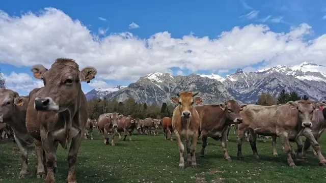 Ganaderos del valle de Benasque llevan sus vacas a pastos más altos