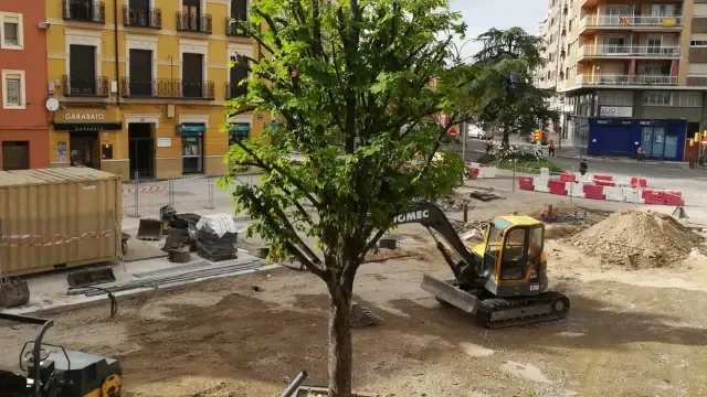 Vecinos de la plaza Santo Domingo de Huesca piden que no se tale el último árbol