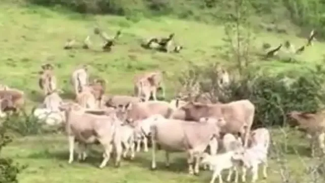 Un rebaño de vacas defiende a una madre y su ternero de los buitres en el valle de Benasque