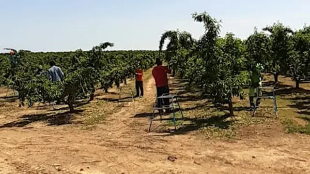 Avisan de falta de mano de obra extranjera para la fruta