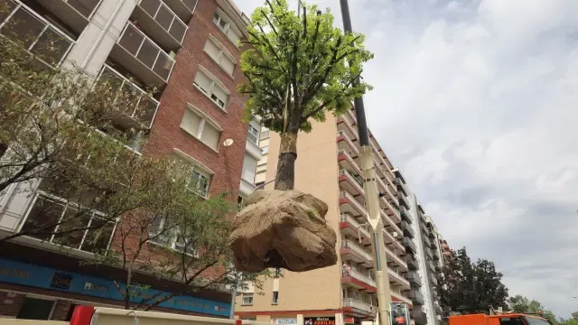 Con Huesca exige que el urbanismo se adapte a los árboles de la ciudad
