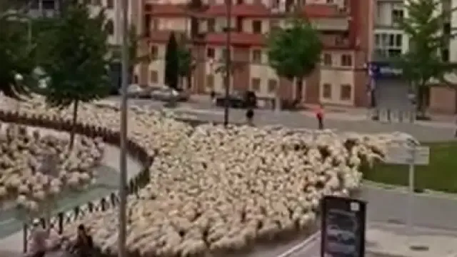 Las ovejas toman algunas calles de Huesca