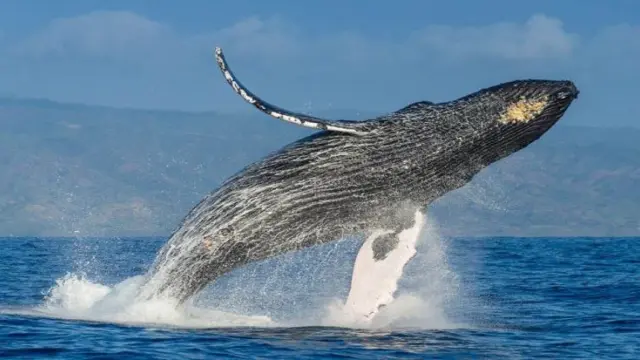 Los buques ponen en peligro las ballenas jorobadas