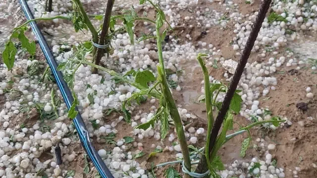 Una fuerte tormenta causa numerosos daños en cultivos de la zona de Buera y Colungo