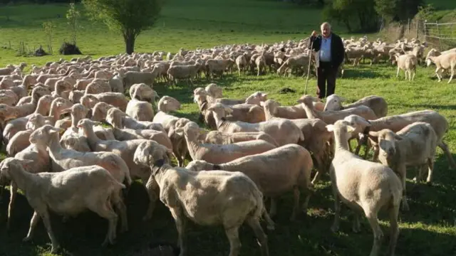El caprino y el ovino reciben ayudas del Gobierno central