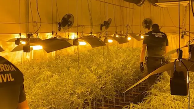 La Guardia Civil detiene en La Litera a dos personas e incuta 1.400 plantas de marihuana en una plantación "indoor"