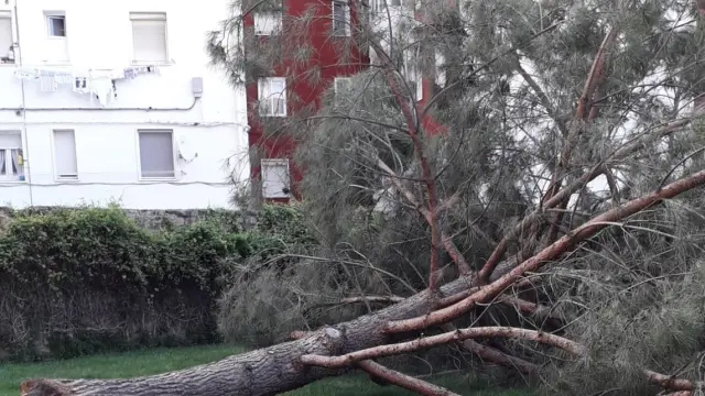 Se viene abajo un árbol en una zona verde junto al Centro Benito Moliner de Huesca