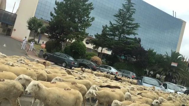 Un "mar" de ovejas inunda Huesca y surca sus calles en su paso hacia La Sotonera