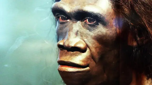 El Homo erectus era achaparrado, no esbelto