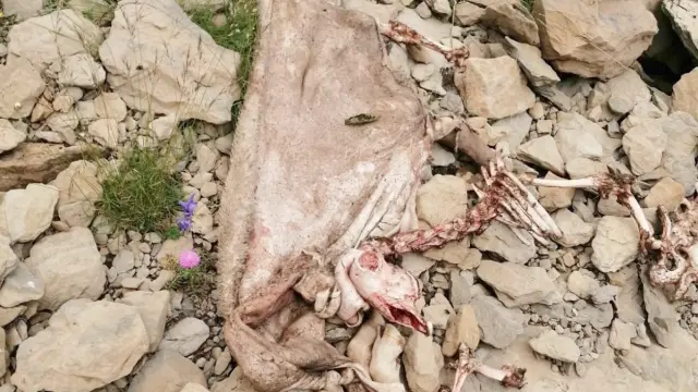 La osa Claverina mata a otra oveja en el valle de Hecho