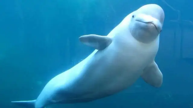 Las belugas se relacionan más allá de la familia