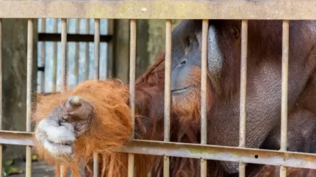 Rescatan a dos orangutanes tras pasar años en jaulas precarias en Indonesia