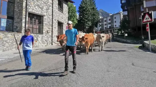 Las vacas dejan las montañas de Cerler para pastar en Estós hasta El Pilar
