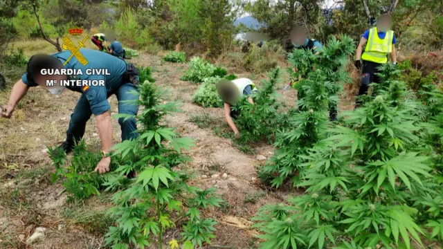 La Guardia Civil incauta más de una tonelada y media de marihuana en la Ribagorza y detiene a una persona