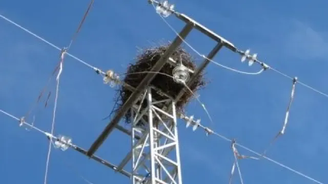 Los tendidos eléctricos, principal causa de muerte para las aves rapaces