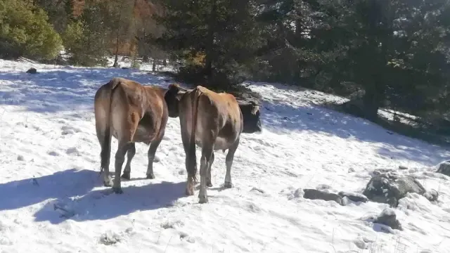 Los ganaderos bajan sus vacas de los prados de alta montaña, ya entre nieve