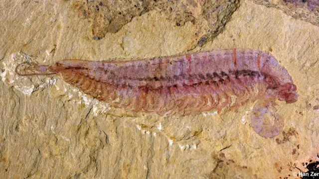 Un fósil con cinco ojos revela el origen de los artrópodos