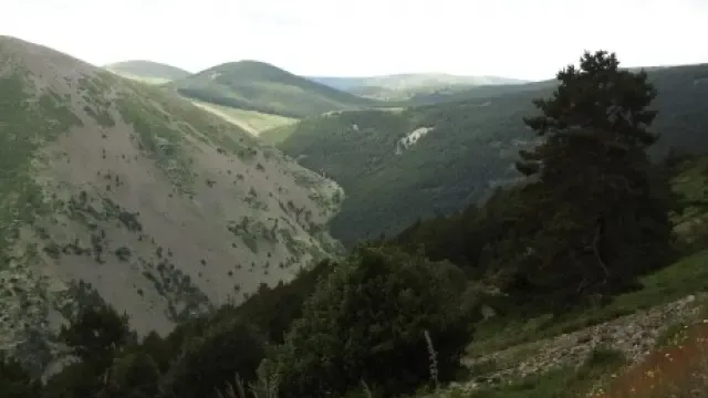 Aragón supera las 200.000 hectáreas forestales ordenadas