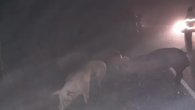 Se accidenta un camión cargado de cerdos en las inmediaciones de Peralta de Alcofea
