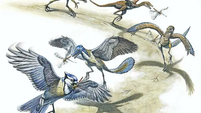 Un raro fósil del Cretácico abre un nuevo capítulo en la evolución de las aves