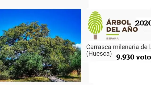 La Carrasca Milenaria de Lecina representará a España en el concurso Árbol Europeo del año