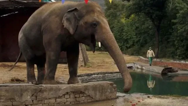 Cher libera un elefante de un zoo de Islamabad
