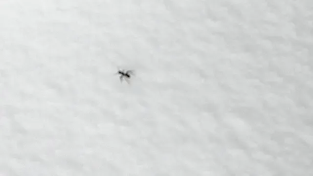 Una hormiga en la nieve