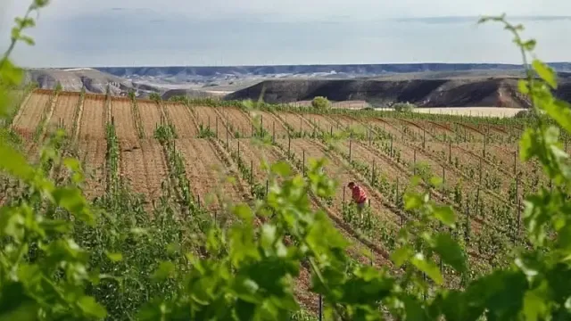 Convocadas ayudas a la inversión y promoción exterior en el sector del vino en Aragón