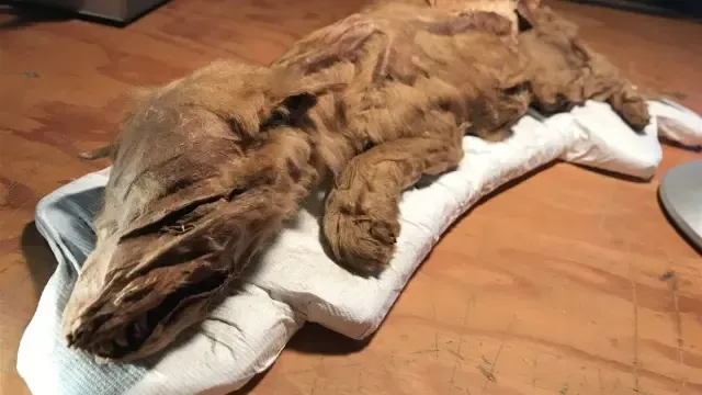 Descubren una antigua momia de cachorro de lobo