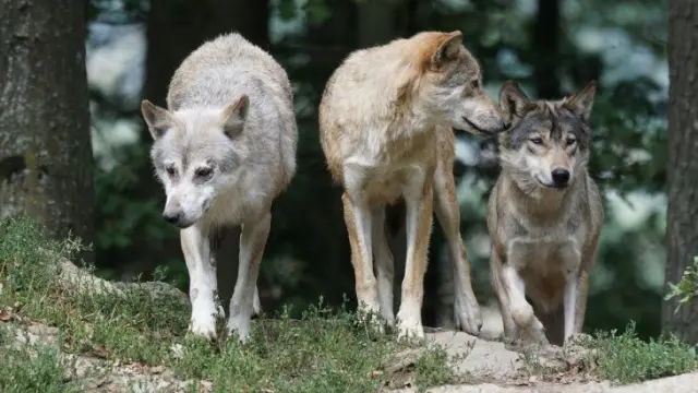 Los humanos que alimentaban a los lobos pudieron ayudar a su domesticación
