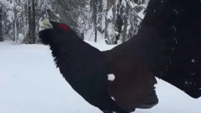 Un urogallo en la nieve, estrella de un vídeo viral
