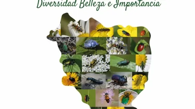 Una guía descubre los escarabajos de la provincia de Huesca