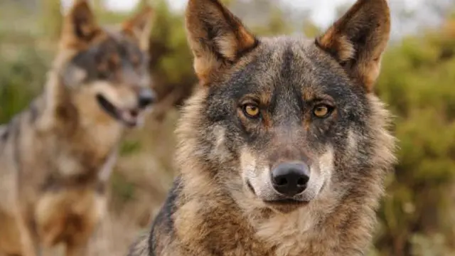 El PSOE del Alto Aragón se opone a la consideración del lobo como especie de protección especial