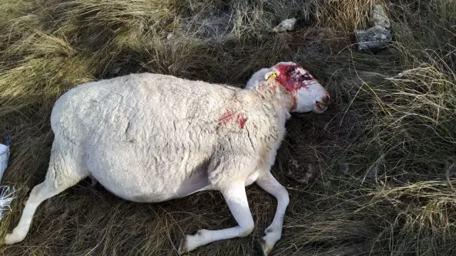 Dos ovejas muertas en Tardienta con heridas "compatibles por ataque de lobo"